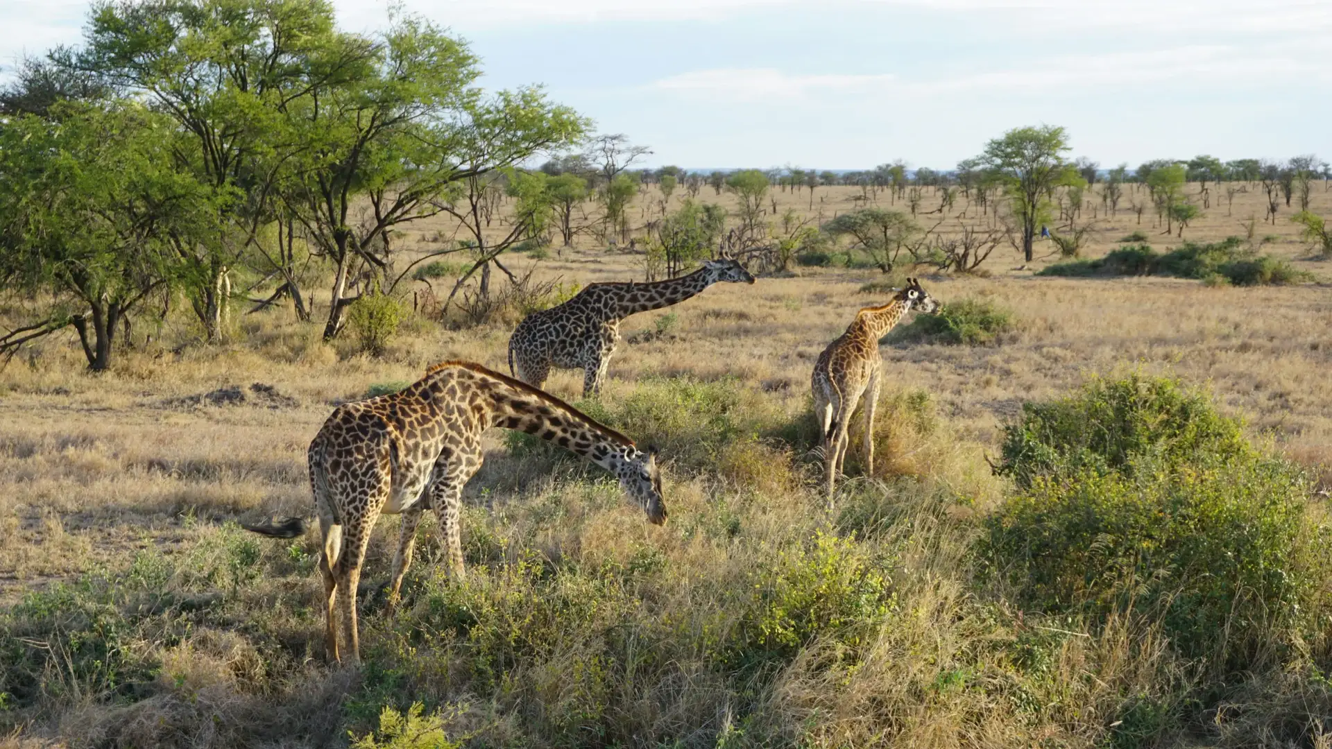 3-day Serengeti adventure safari with wildlife game drives in Tanzania