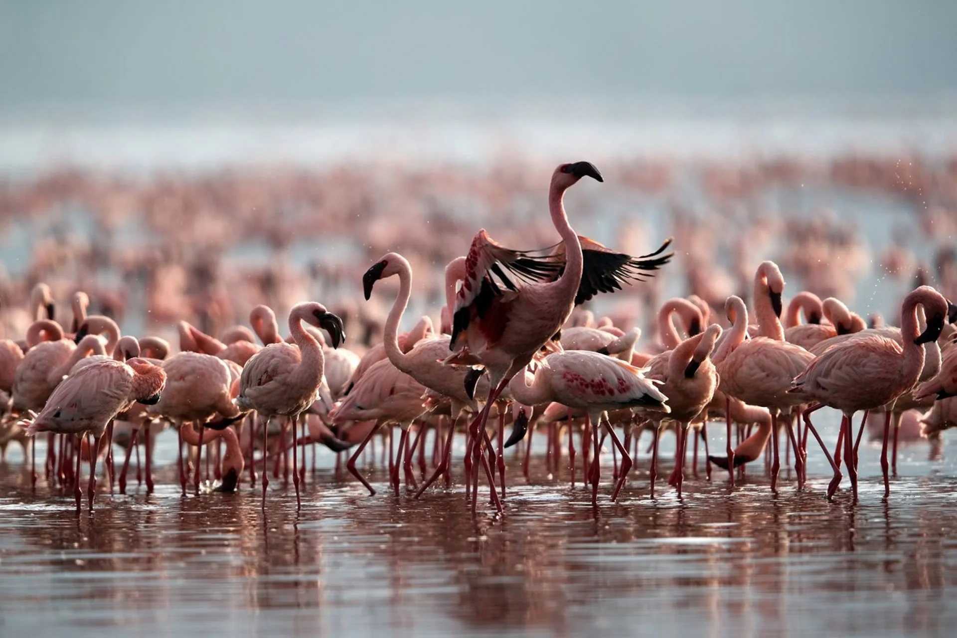 6-Day Tanzania Wildlife & Lake Natron Safari